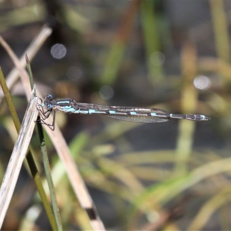 Austrolestes io