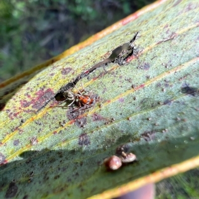 Camponotus sponsorum