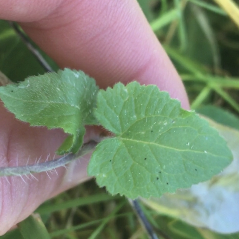 Lunaria annua