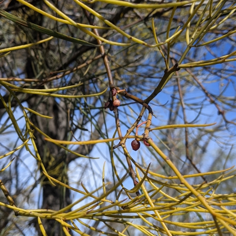 Amyema preissii