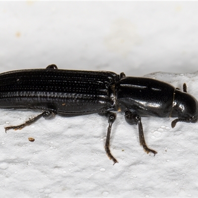 Deretaphrus sp. (genus)