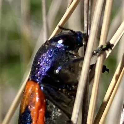 Castiarina insularis