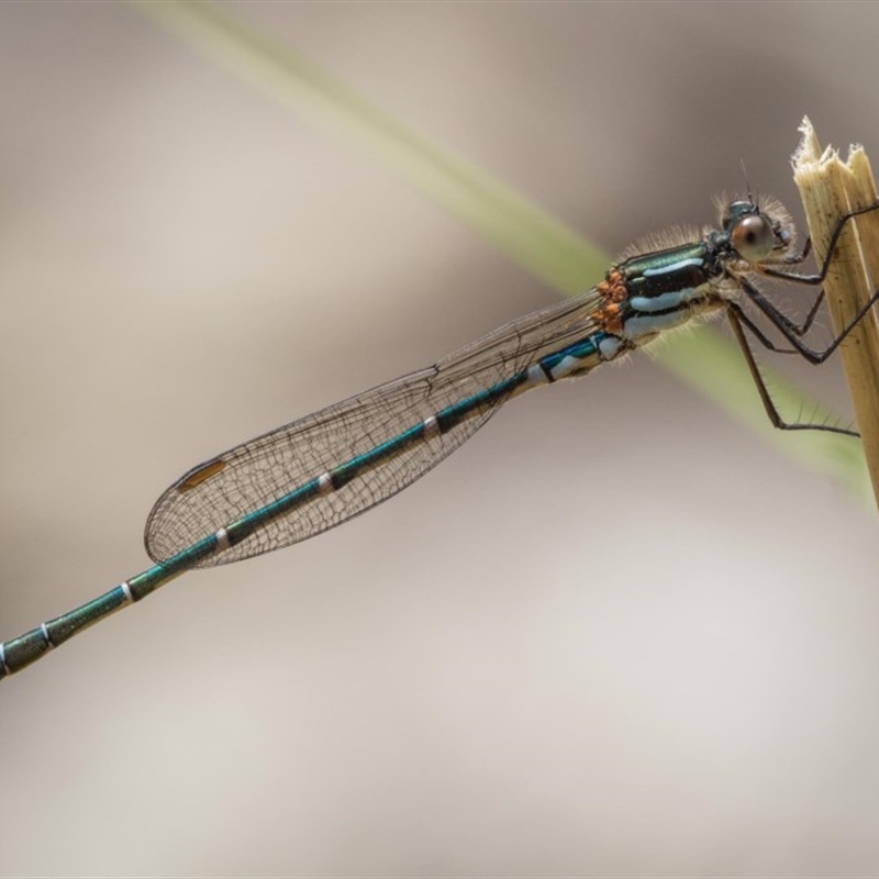 Austrolestes psyche