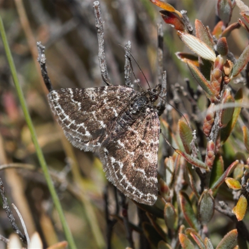 Chrysolarentia melanchlaena