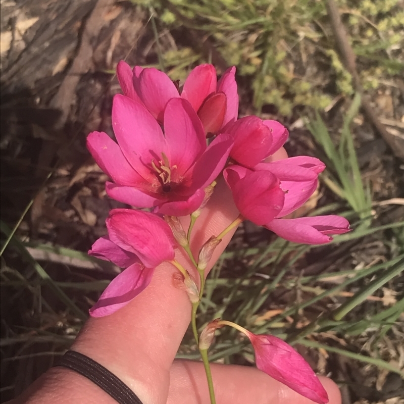 Ixia sp.