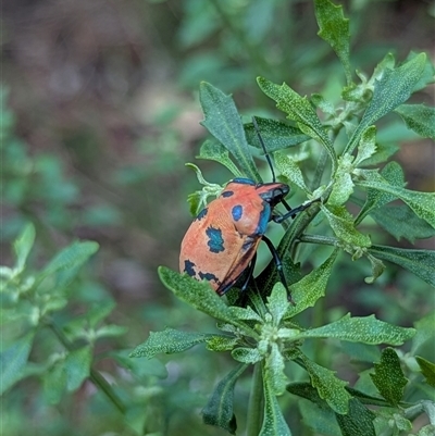 Scutelleridae (family)