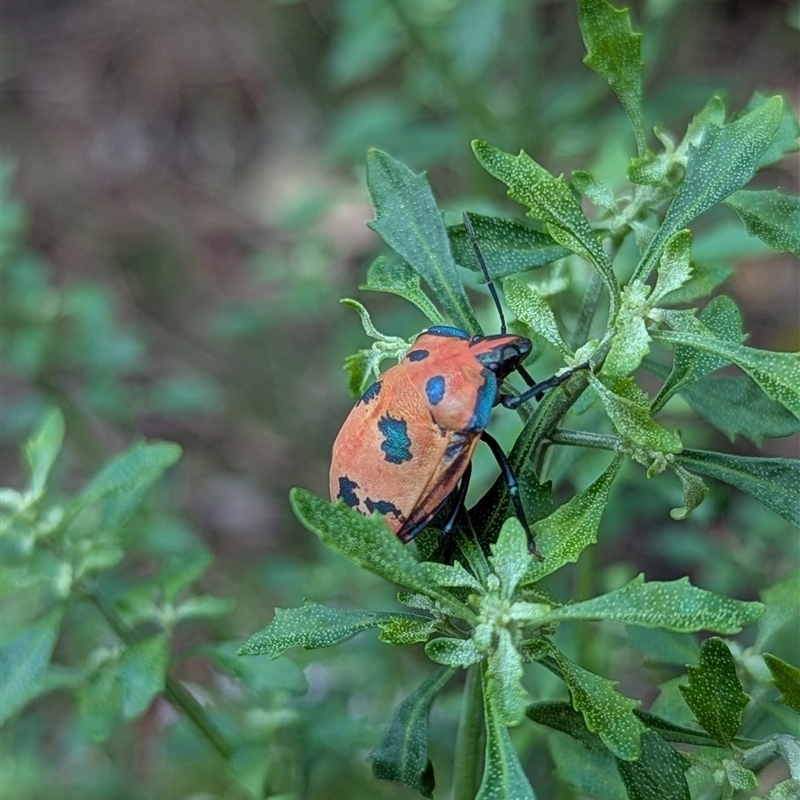 Scutelleridae (family)