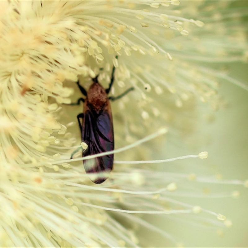 Bibio sp. (genus)