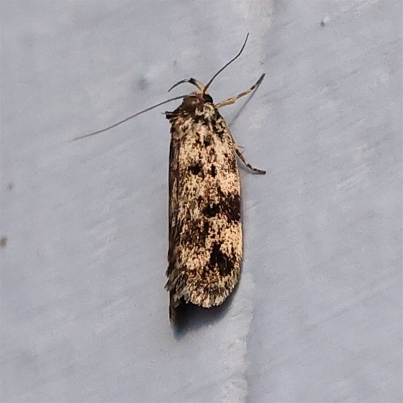 Barea subviridella