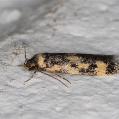 Barea subviridella