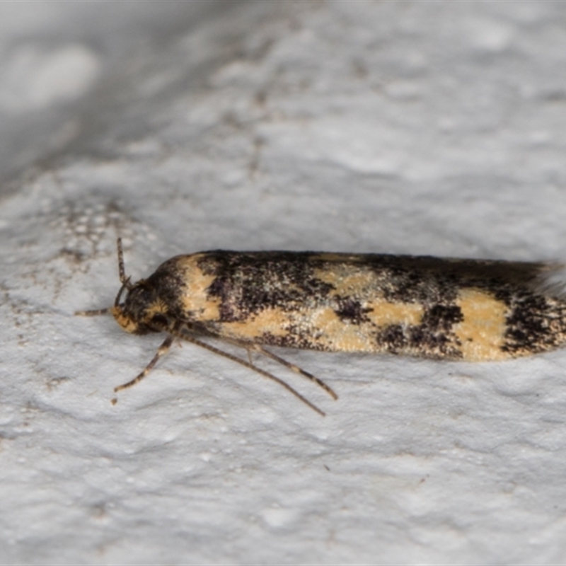 Barea subviridella