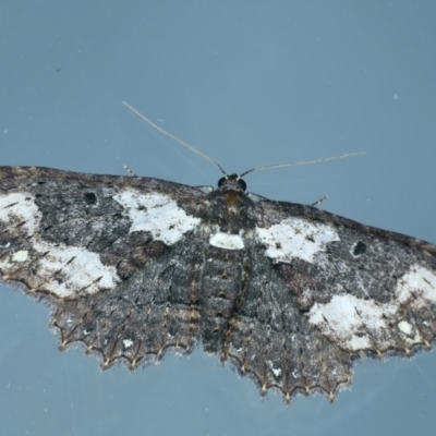 Eccymatoge callizona