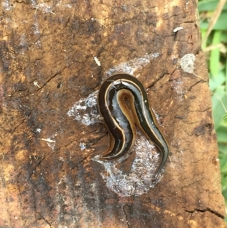 Flatworms (Platyhelminthes) - Canberra Nature Map