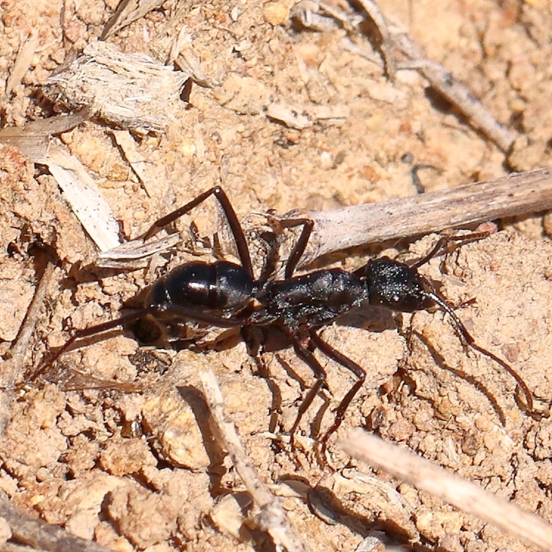 Rhytidoponera aciculata species group