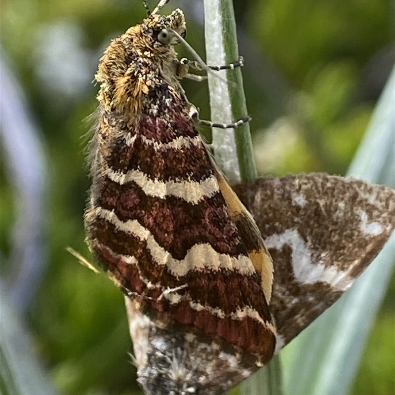 Chrysolarentia polycarpa