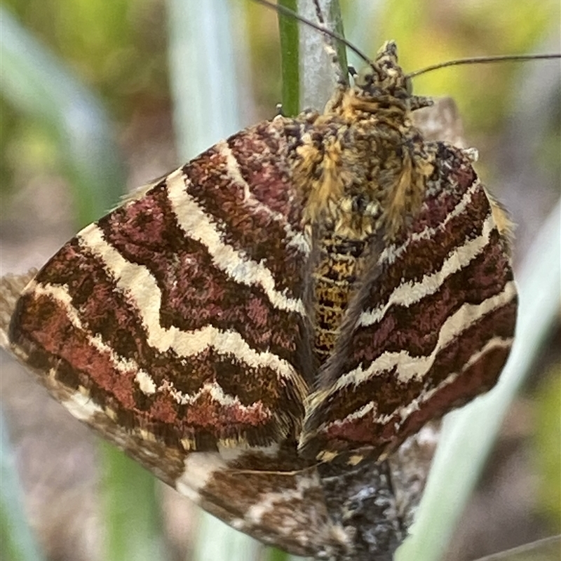 Chrysolarentia polycarpa