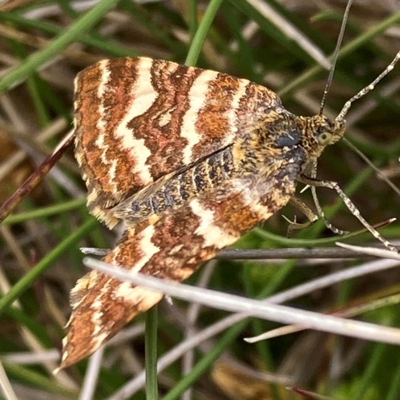 Chrysolarentia polycarpa