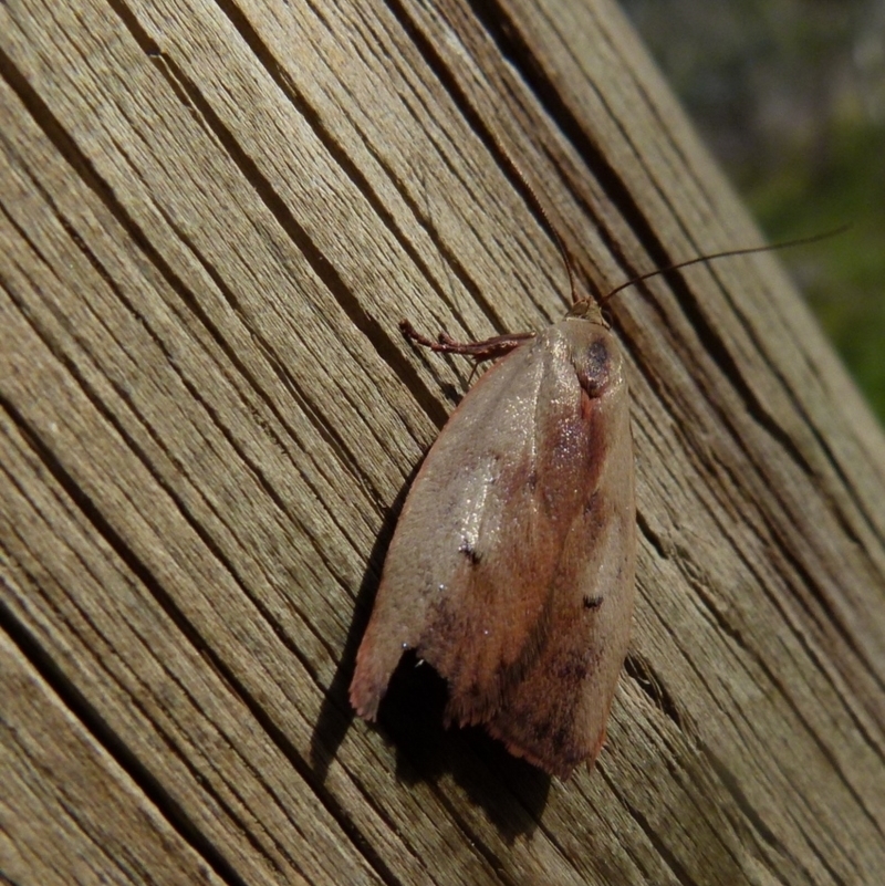 Cryptolechia triphaenatella