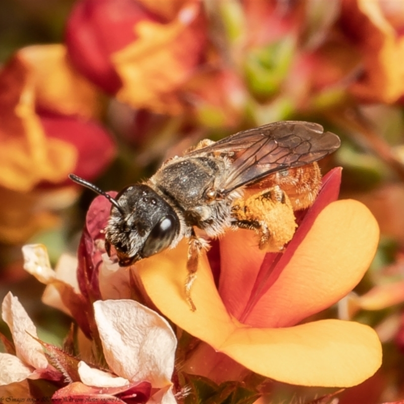 Leioproctus (Andrenopsis) wilsoni