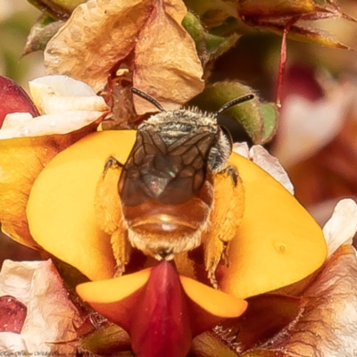 Leioproctus (Andrenopsis) wilsoni