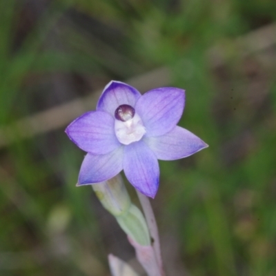 Thelymitra sp. aff. cyanapicata