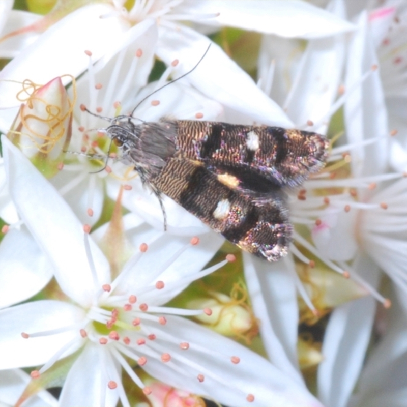 Petalanthes hexastera