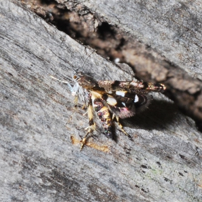 Petalanthes hexastera