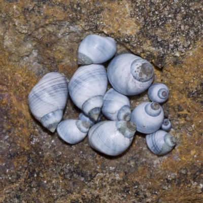 Austrolittorina unifasciata