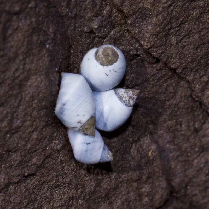 Austrolittorina unifasciata