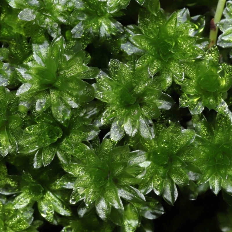 Syntrichia sp. (genus)