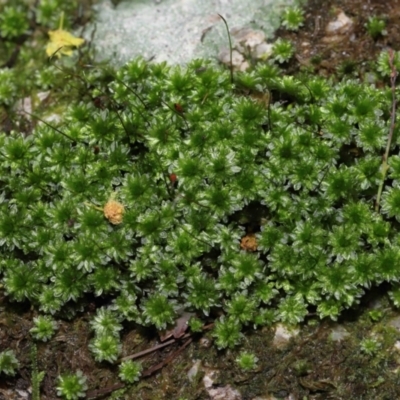 Syntrichia sp. (genus)