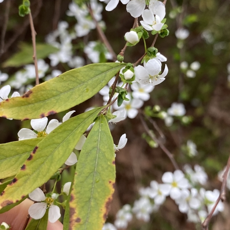 Spiraea cantoniensis