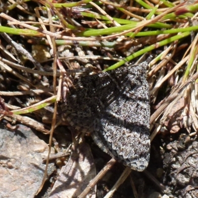 Dichromodes explanata