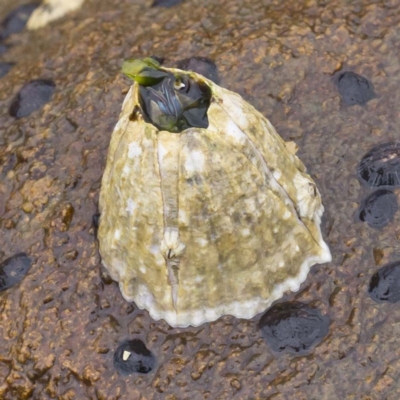 Austromegabalanus nigrescens