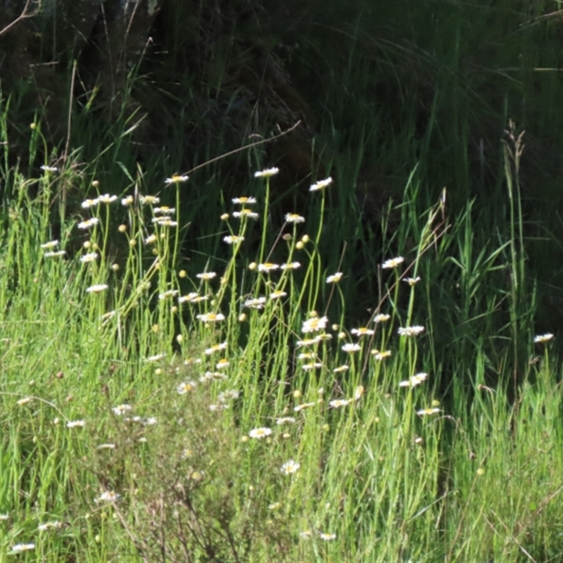 Brachyscome diversifolia var. dissecta