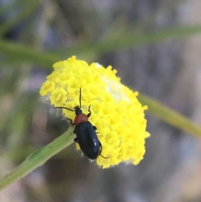 Atoichus sp. (genus)