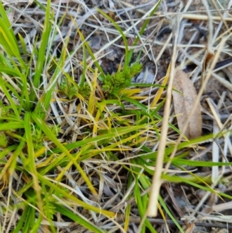 Carex aff. inversa