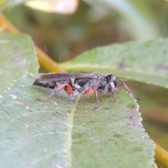 Pison rufipes