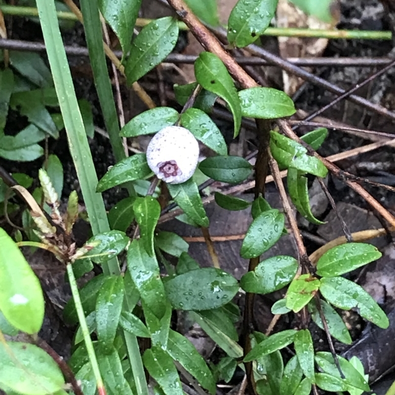 Austromyrtus dulcis