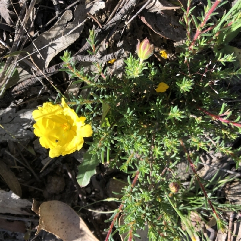 Hibbertia porcata