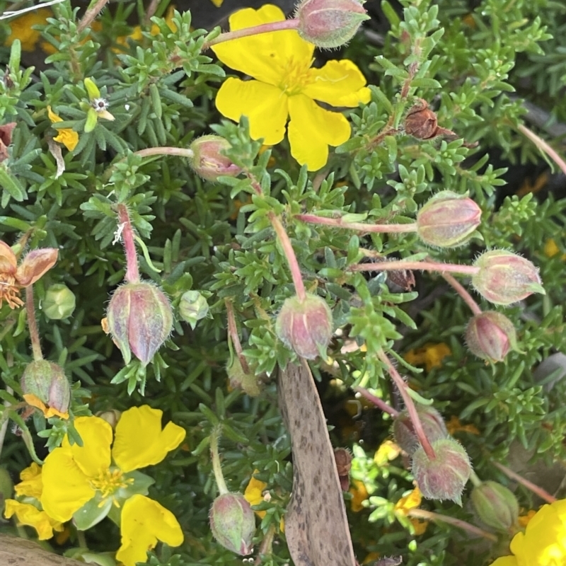 Hibbertia porcata