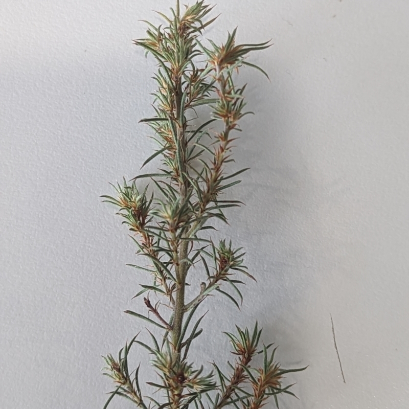 Pultenaea juniperina