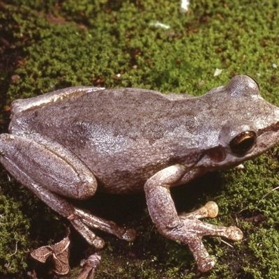 Litoria quiritatus