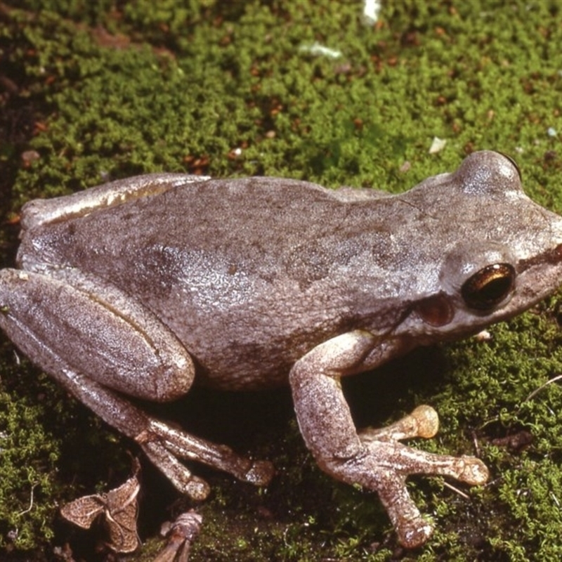 Litoria quiritatus