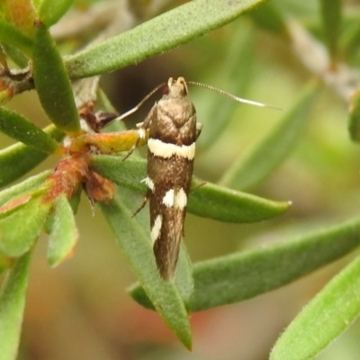 Macrobathra alternatella