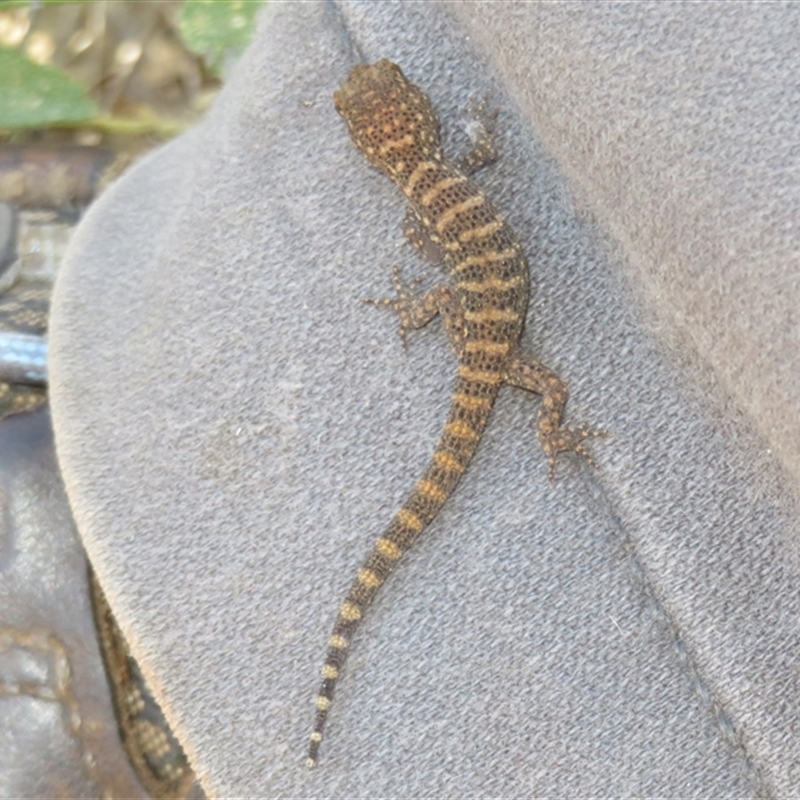 Heteronotia binoei