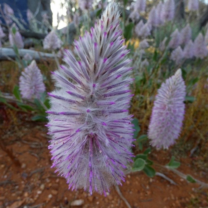 Ptilotus exaltatus