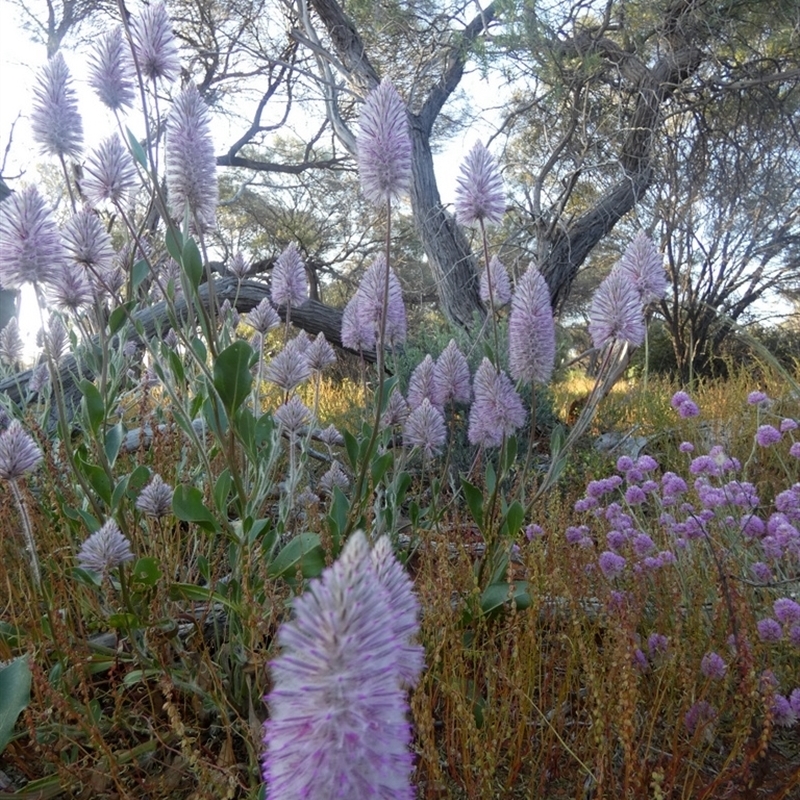 Ptilotus exaltatus