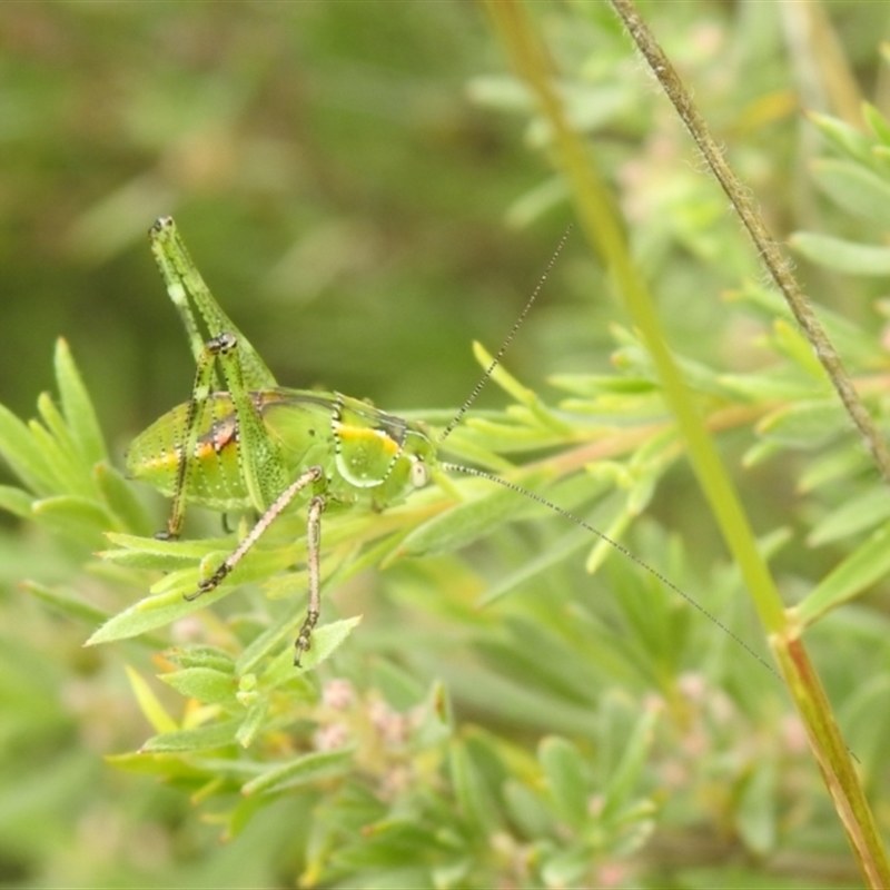 Chlorodectes sp. (genus)