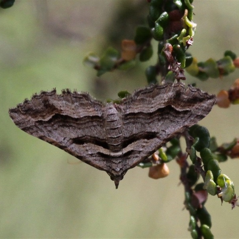 Melitulias oriadelpha